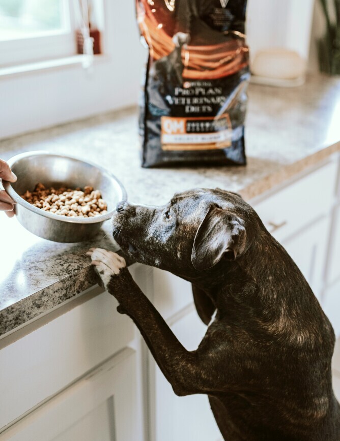 Dog food