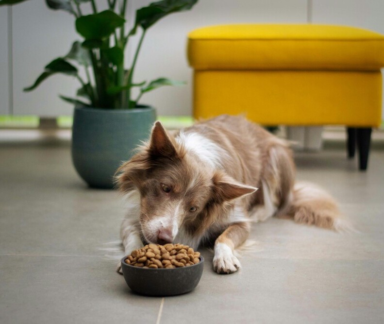 Dog food