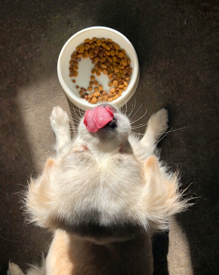 Dog food
