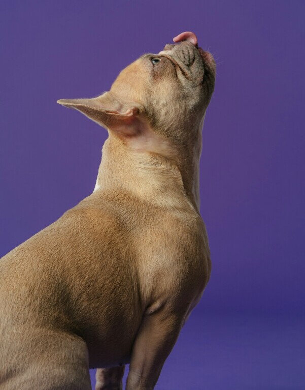 Dog food
