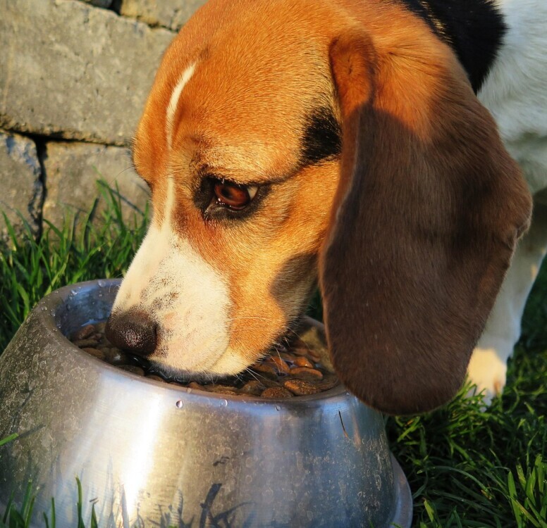 Dog food