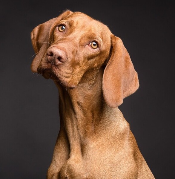 Dog head tilt