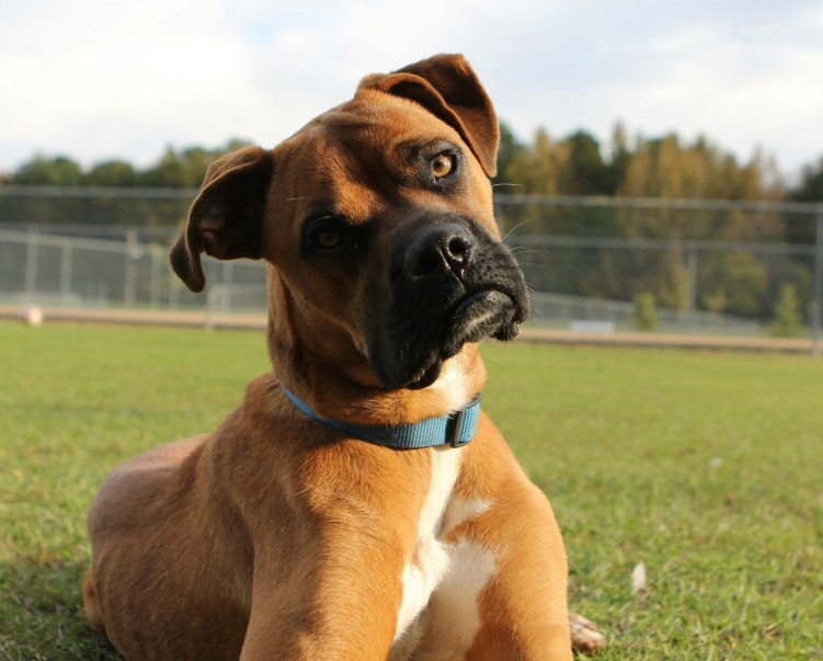 Dog head tilt