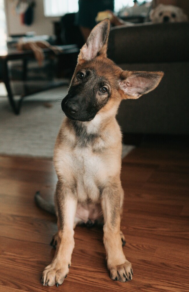 Dog head tilt
