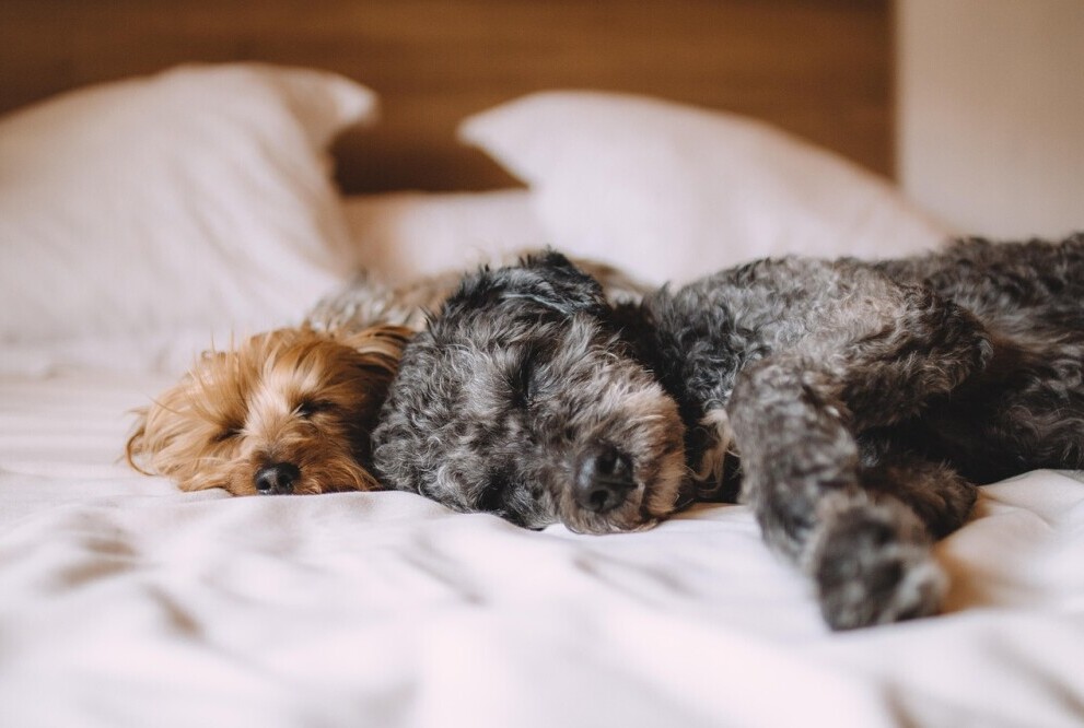 Dog in bed