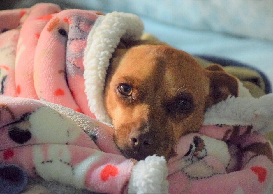 Dog in bed