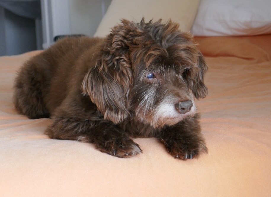 Dog in bed 