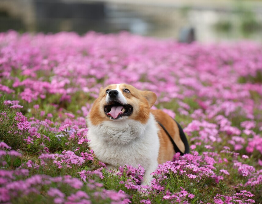 Dog in flowers 