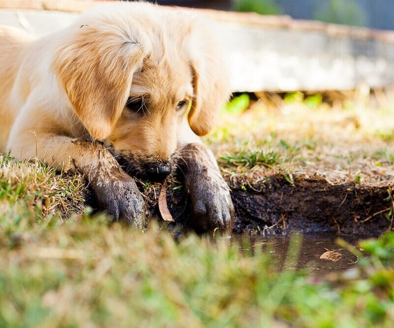 Dog in mud