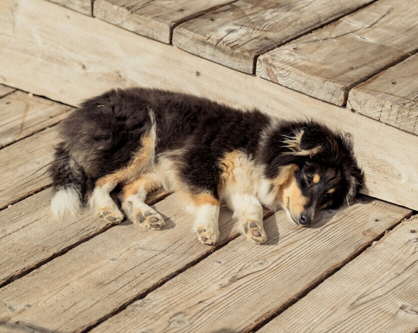 Dog in sun