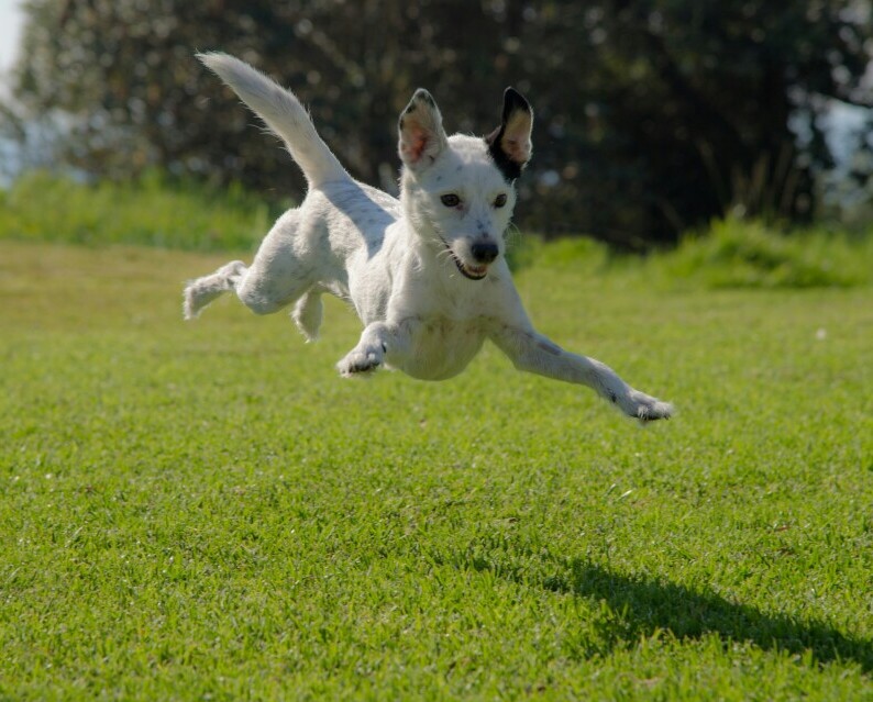 Dog jumping