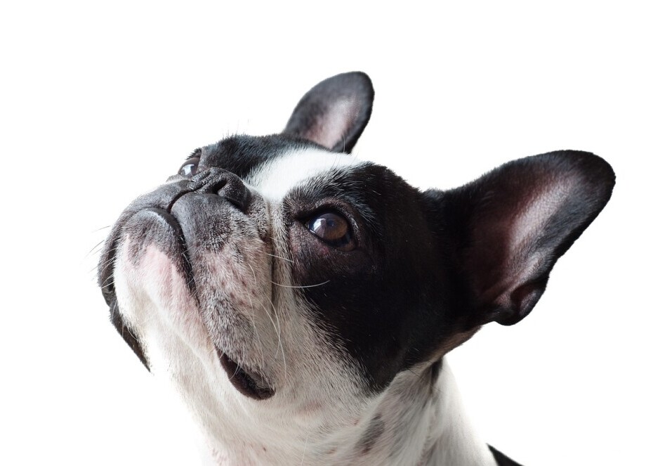 Dog looking up