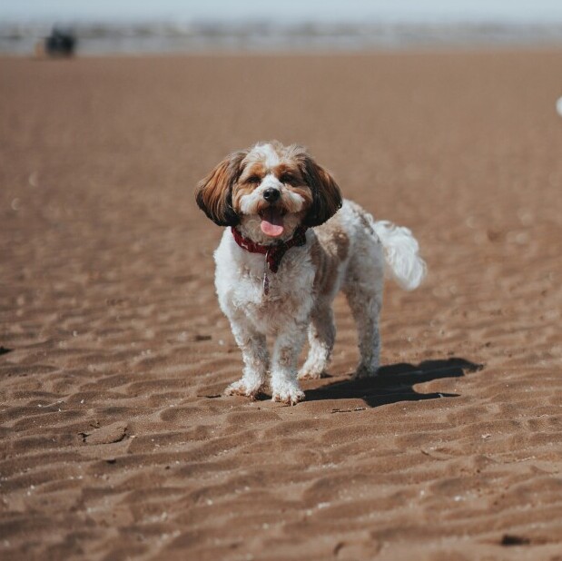 Dog on beach 
