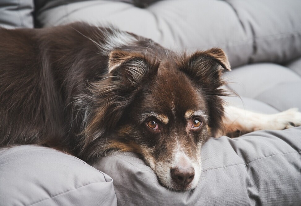 Dog on couch 