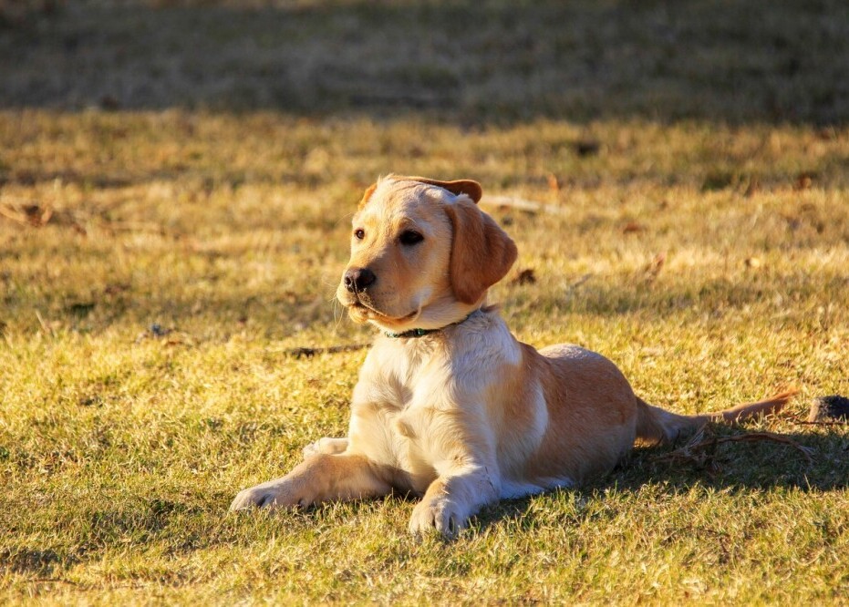Dog park 
