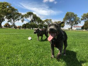 Dog Park Etiquette: Do’s And Don’ts For Owners