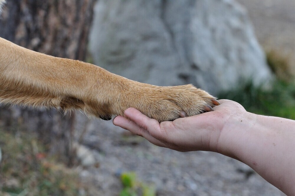 Dog paw