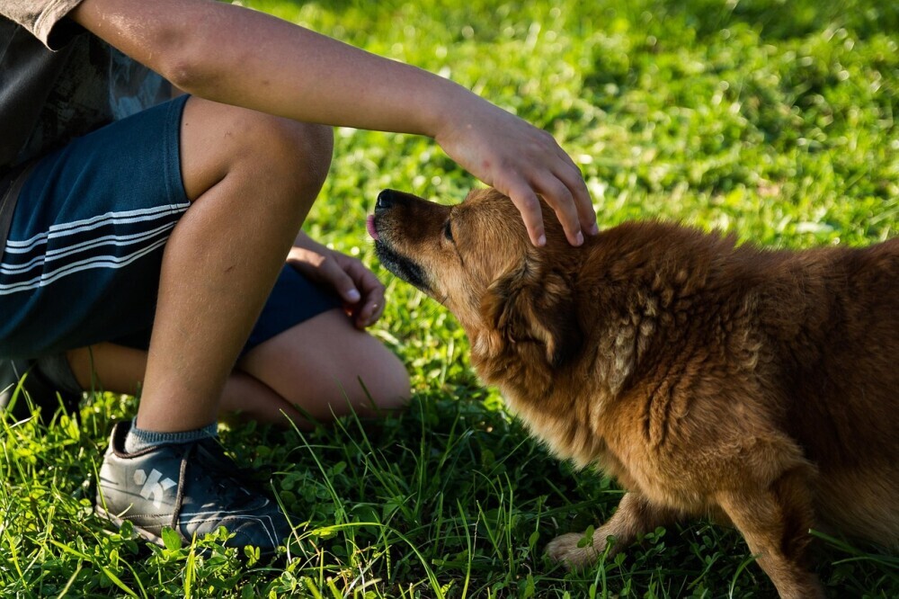 Dog pet