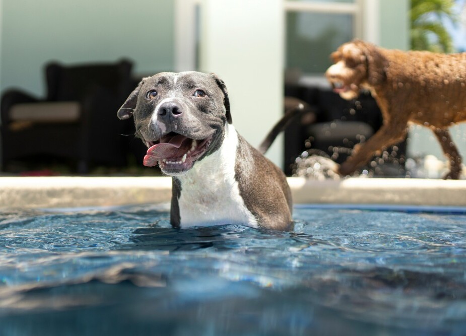 Dog pool