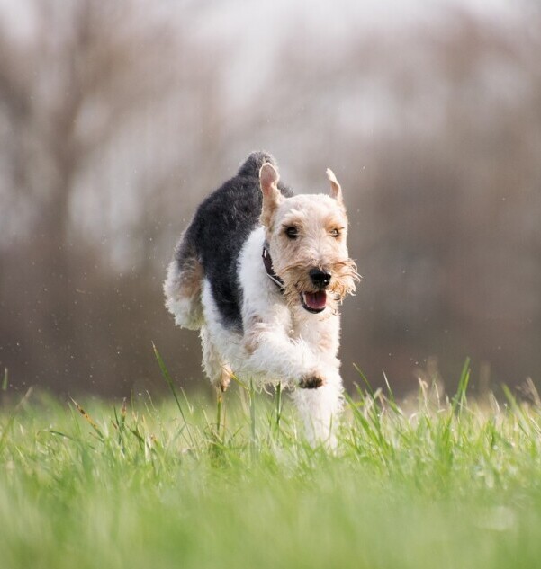 Dog running