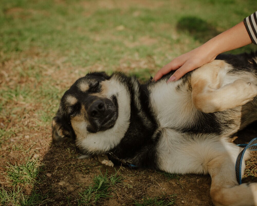 Dog scratching