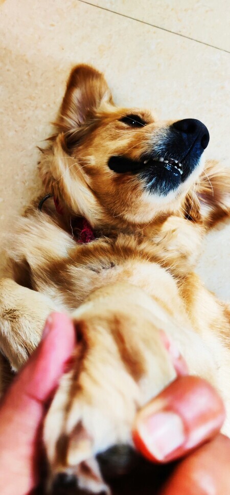 Dog scratching