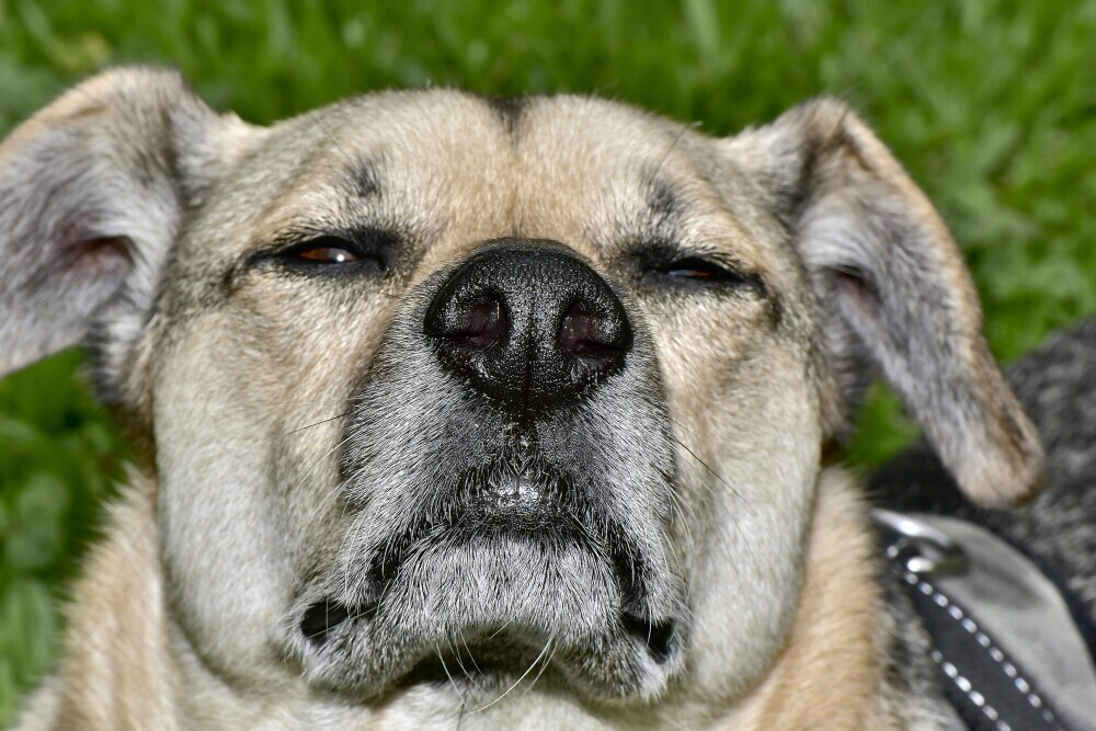 Dog sneezing
