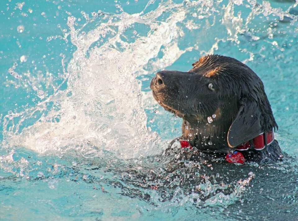 Dog swimming 