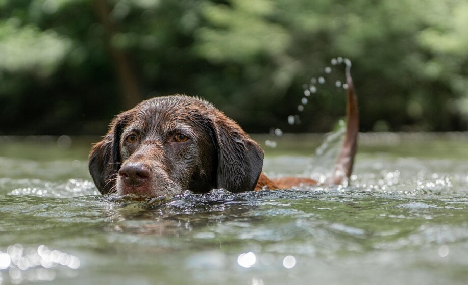 Dog swimming