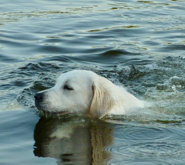 Dog swimming 