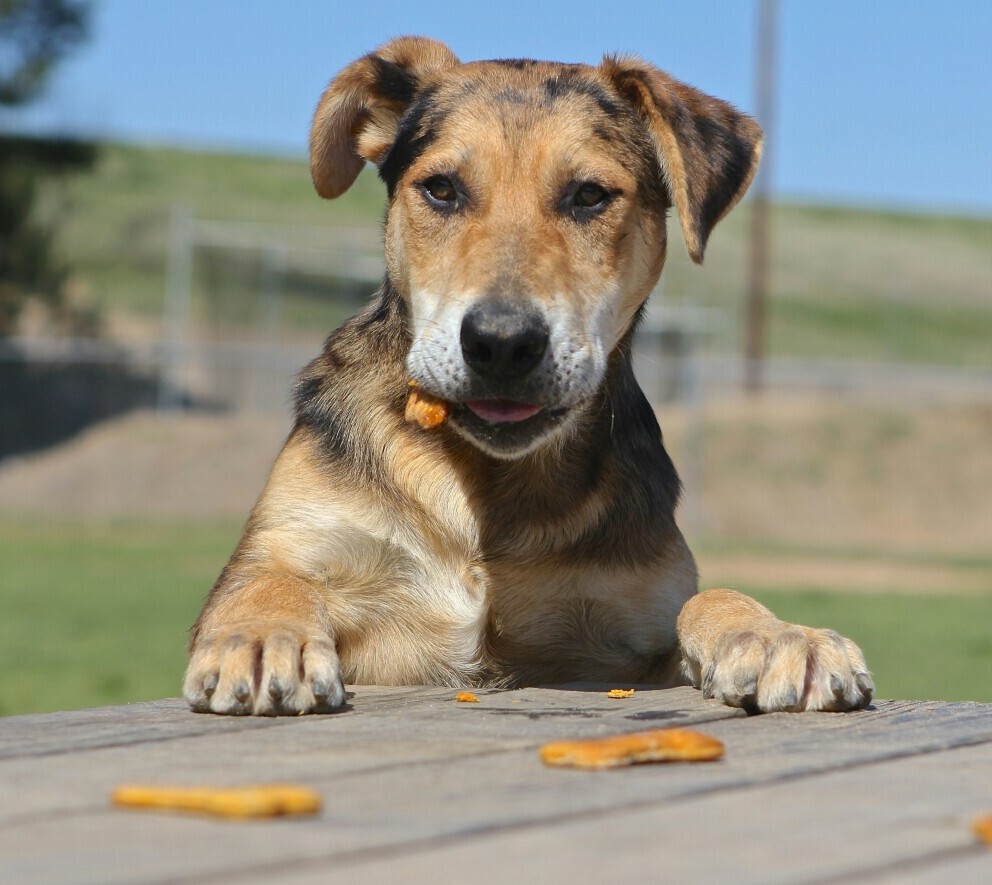 Dog table 