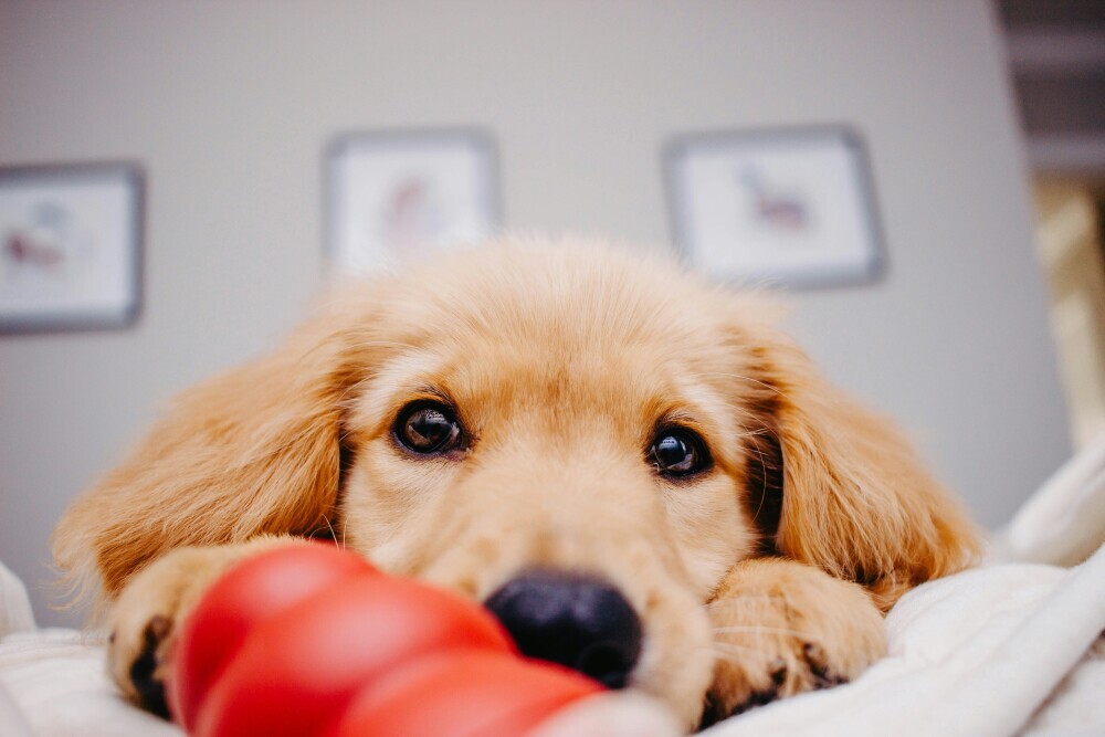 Dog toy