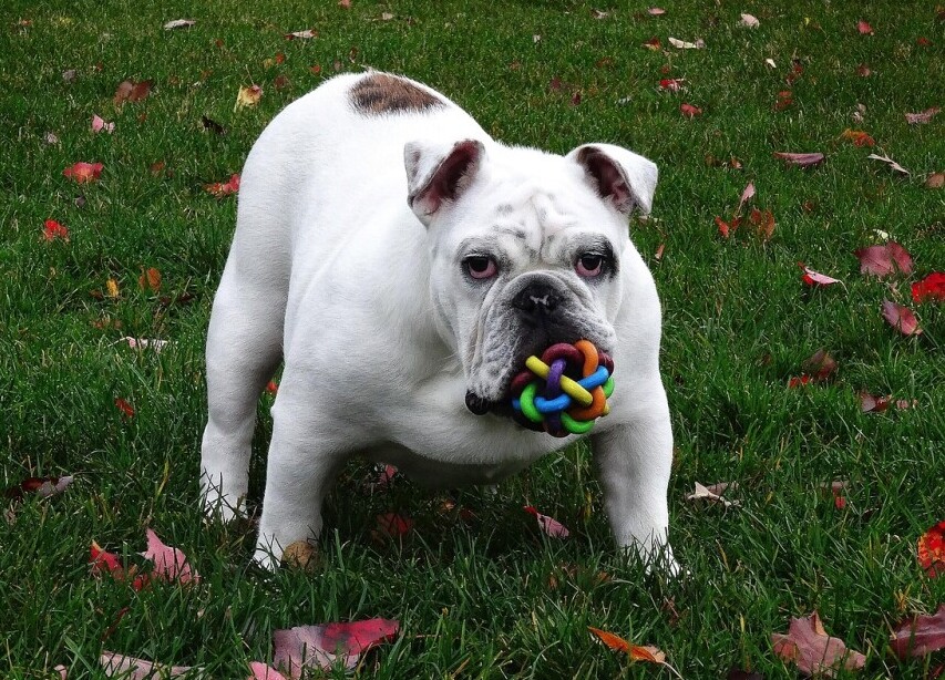 Dog toy