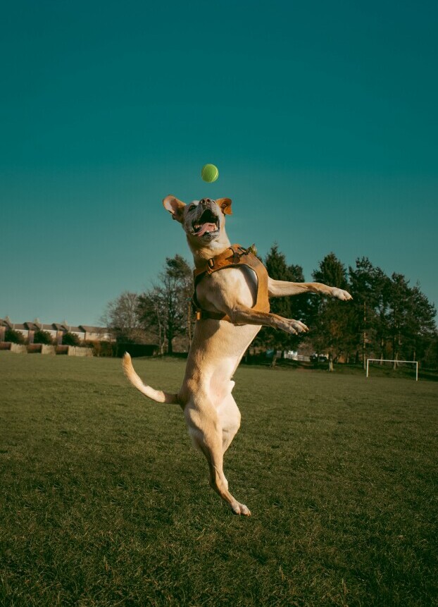 Dog toy