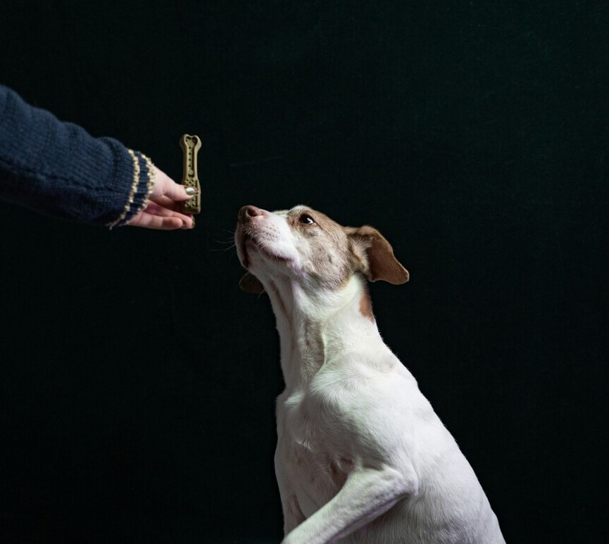 Dog training