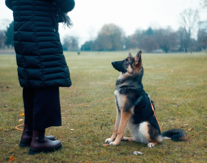 Dog training