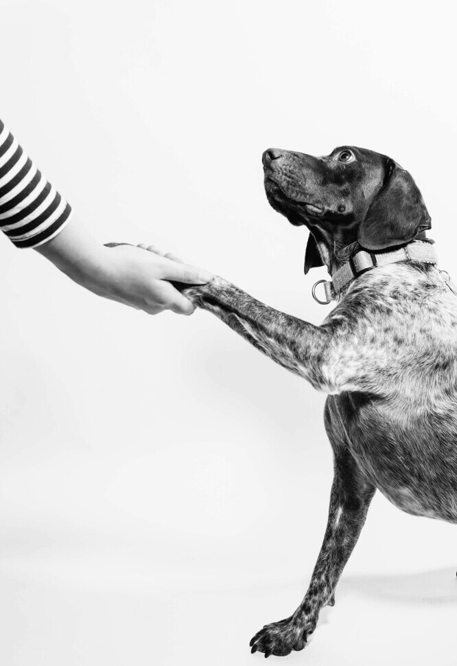 Dog training 