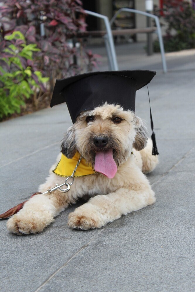Dog training 