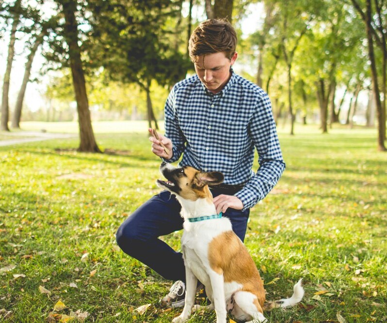 Dog training 