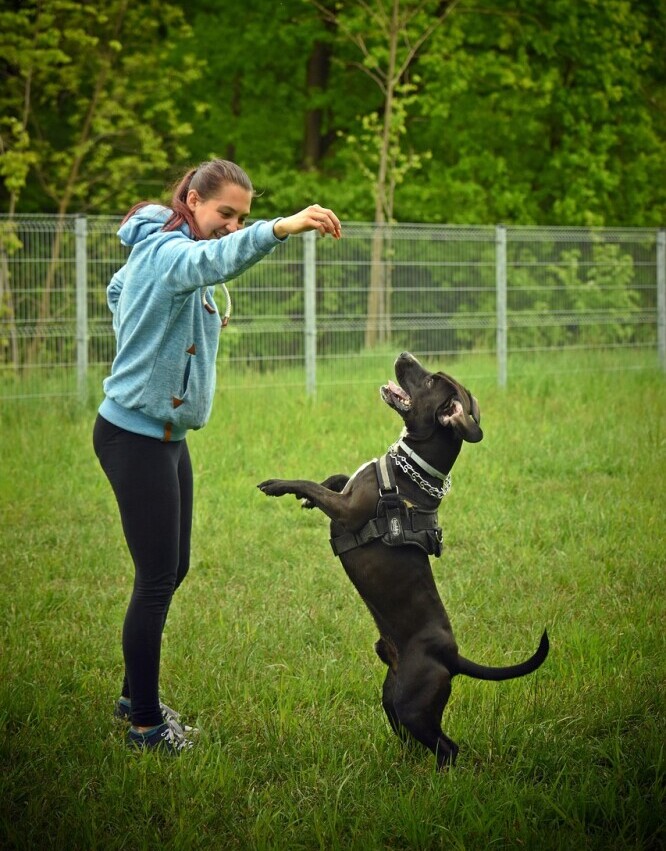 Dog training 