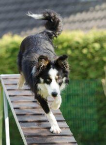 10-Minute Training Sessions For Busy Dog Owners