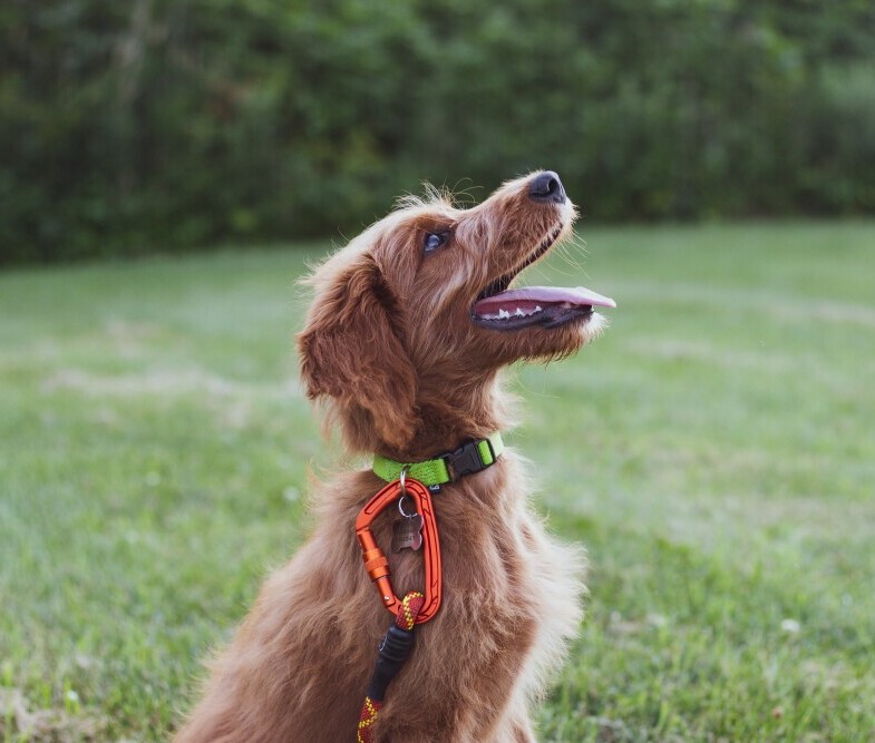Dog training