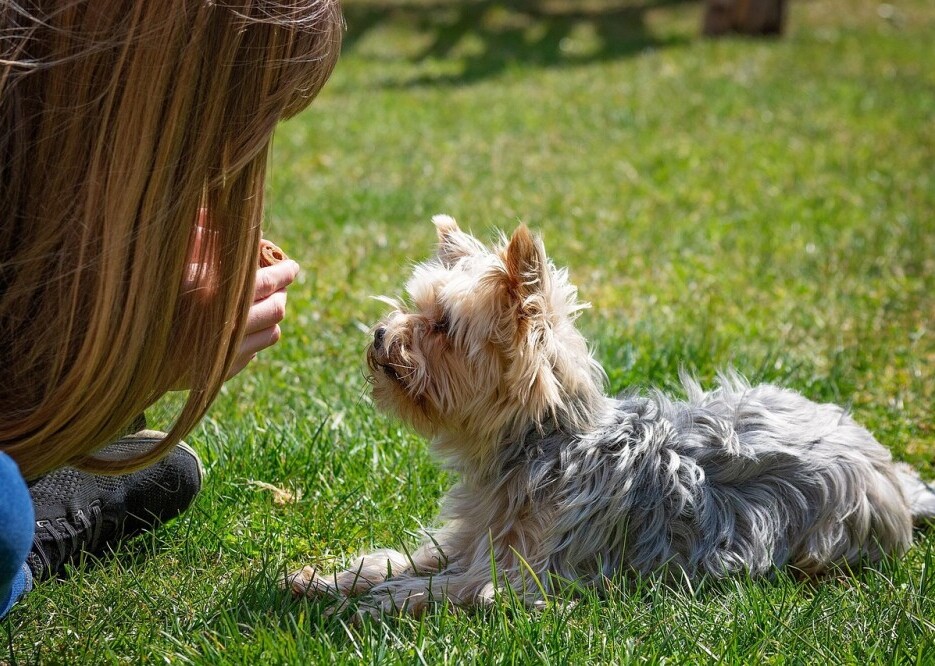 Dog training 