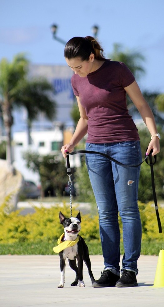 Dog training 
