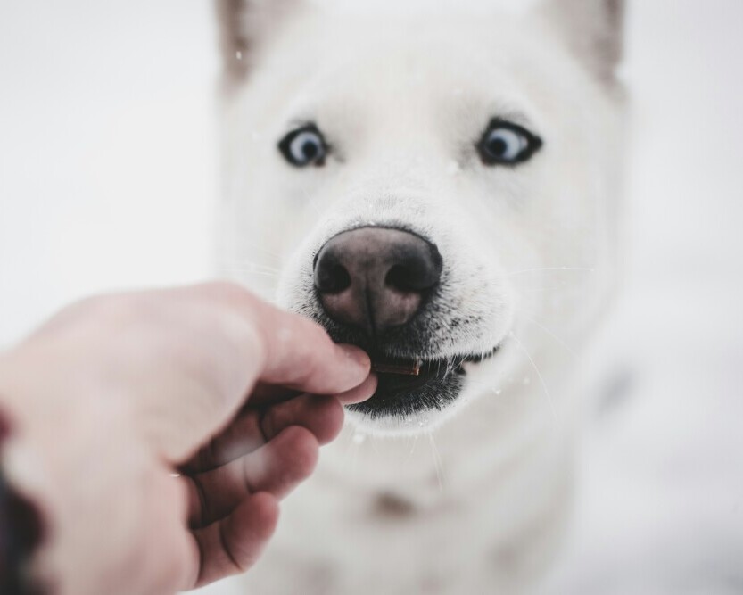 Dog treat