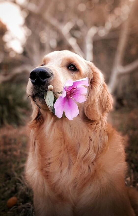 Dog with flower