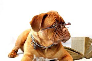 Signs Your Dog Is Aging