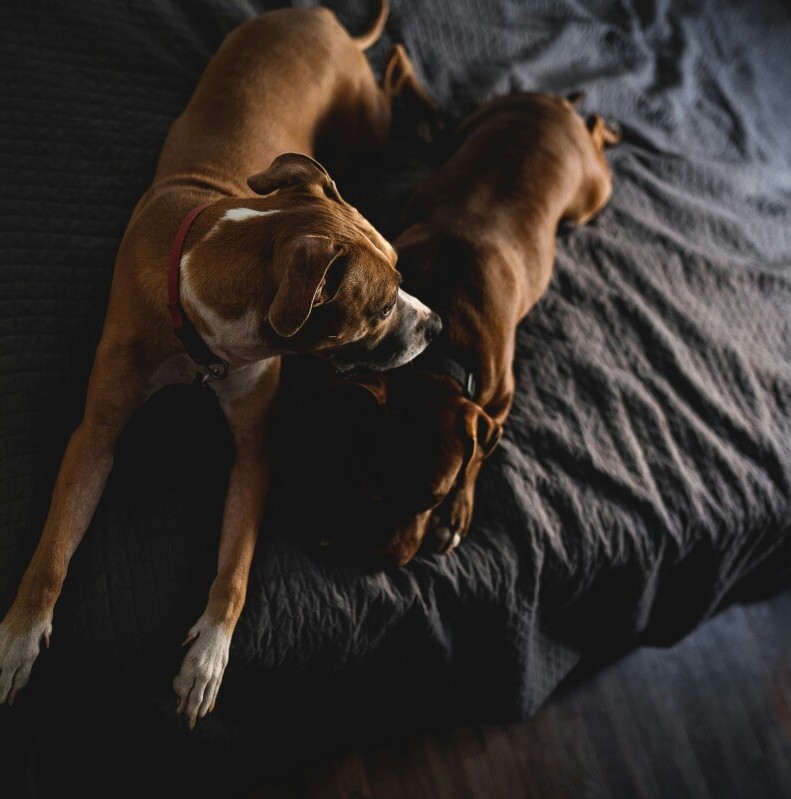 Dogs
