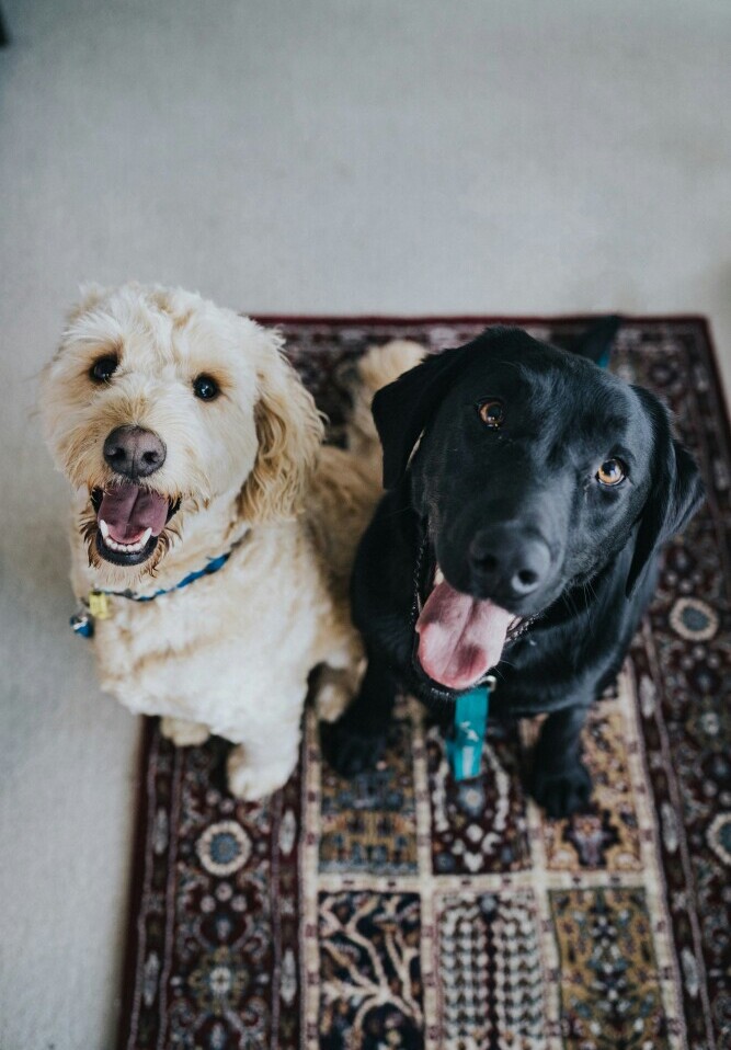 Dogs
