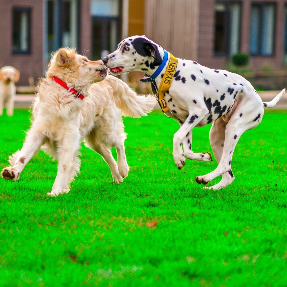 Dogs
